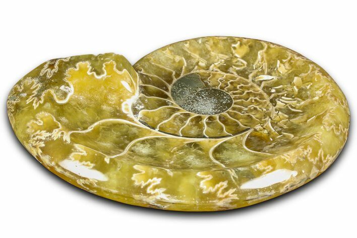Polished Fossil Ammonite Dish - Madagascar #361356